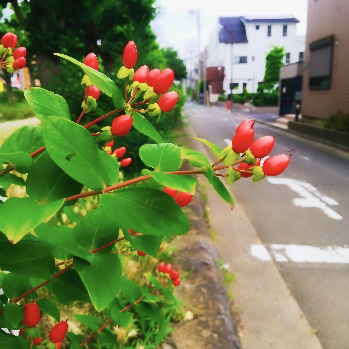 道路脇に生える赤い実のつく植物